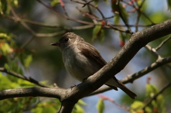 Asian Brown Flycatcher 塩嶺御野立公園 Wed, 5/4/2022