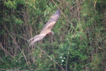 Black Kite 愛知県 内海 Sat, 6/10/2023