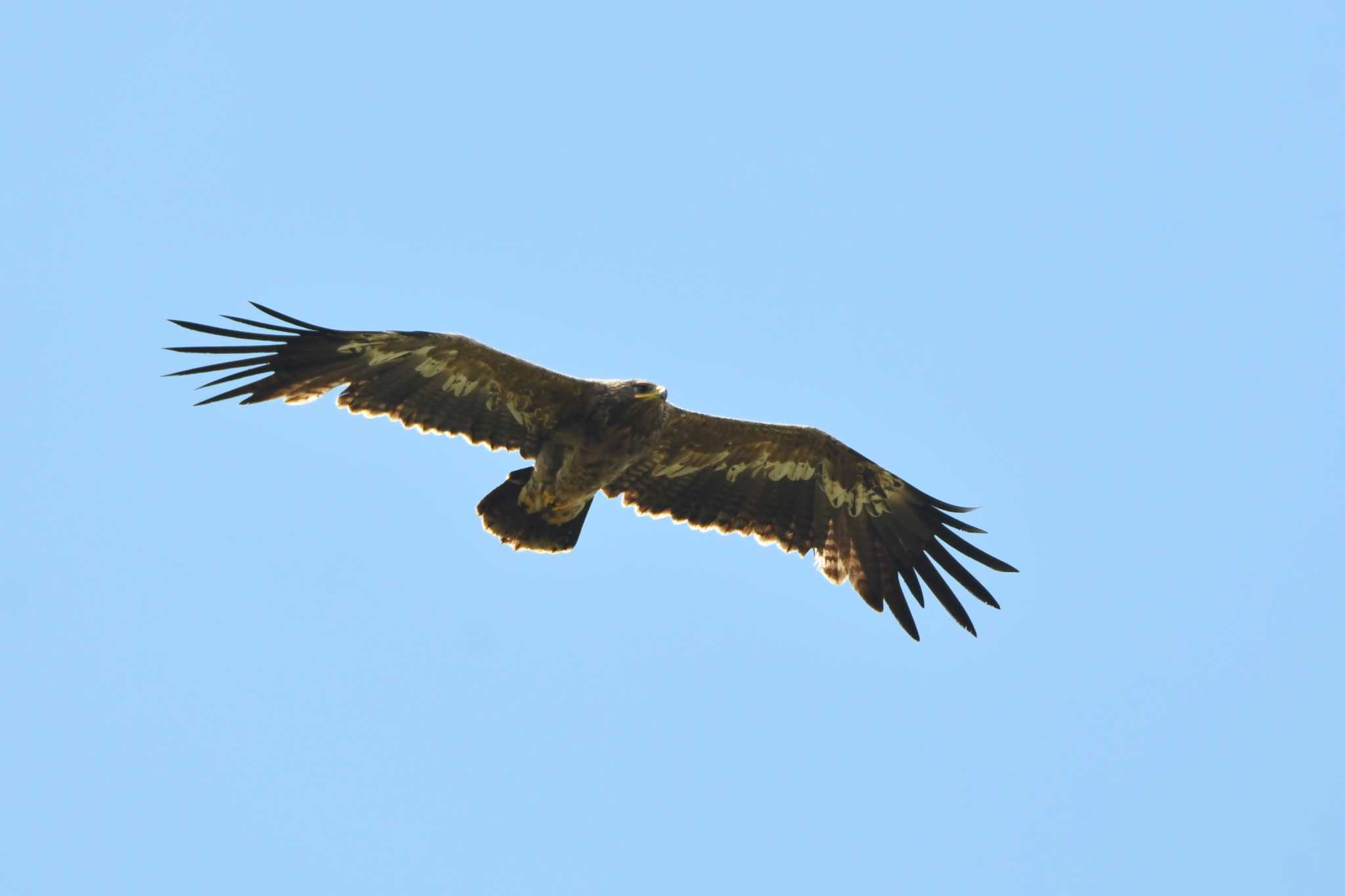 Photo of Steppe Eagle at 中央ゴビ by あひる