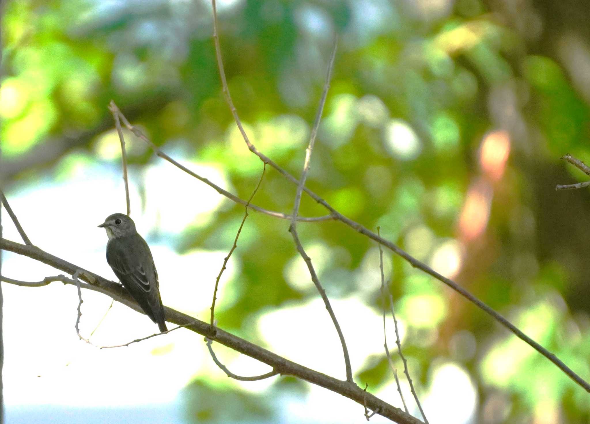 Grey-streaked Flycatcher