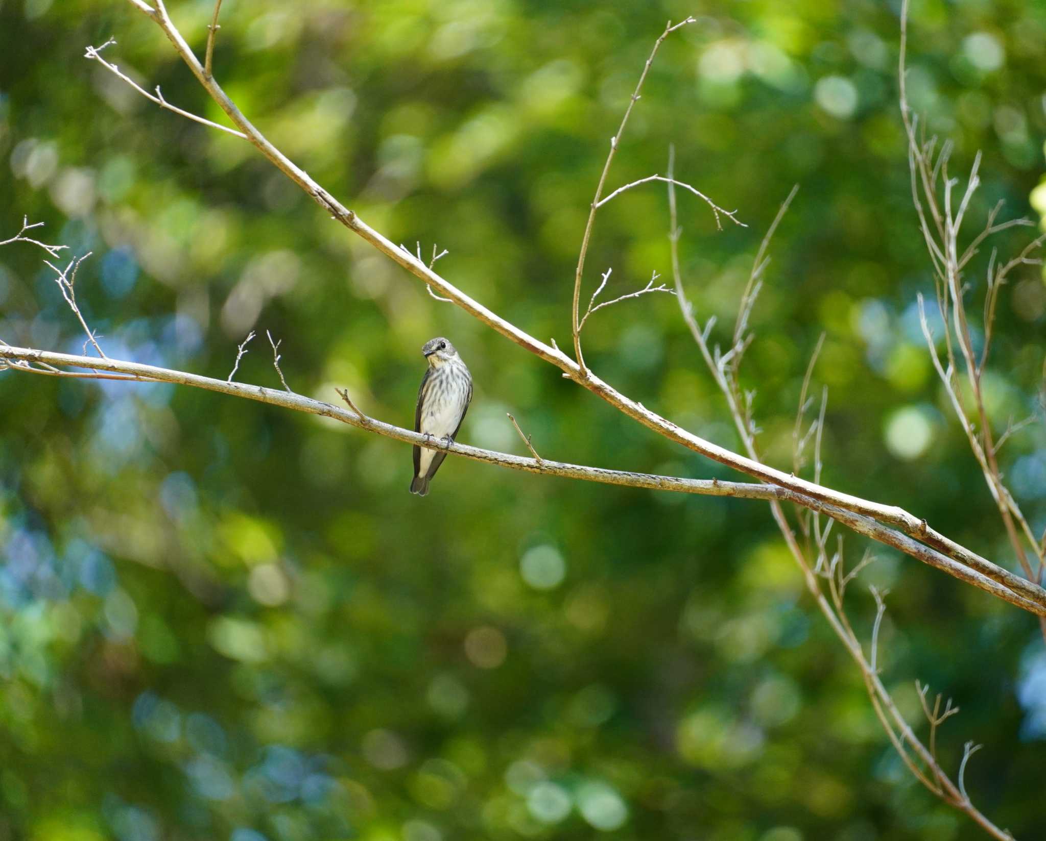 Grey-streaked Flycatcher