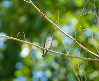 2023年9月10日(日) 大阪府の野鳥観察記録