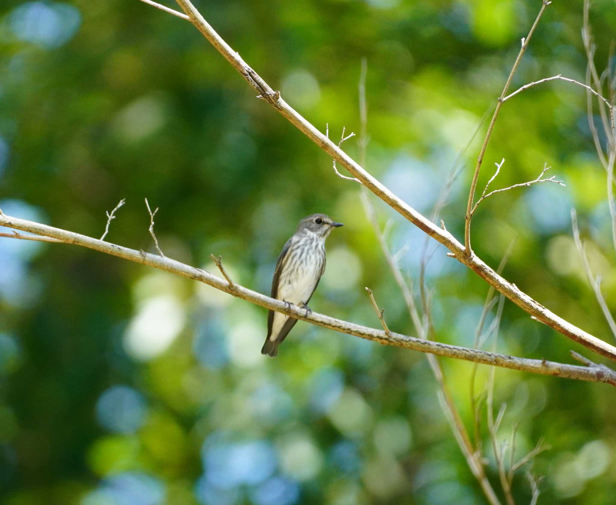 Grey-streaked Flycatcher