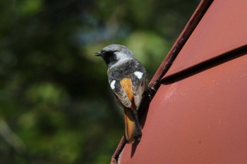 Daurian Redstart 塩嶺御野立公園 Wed, 5/4/2022