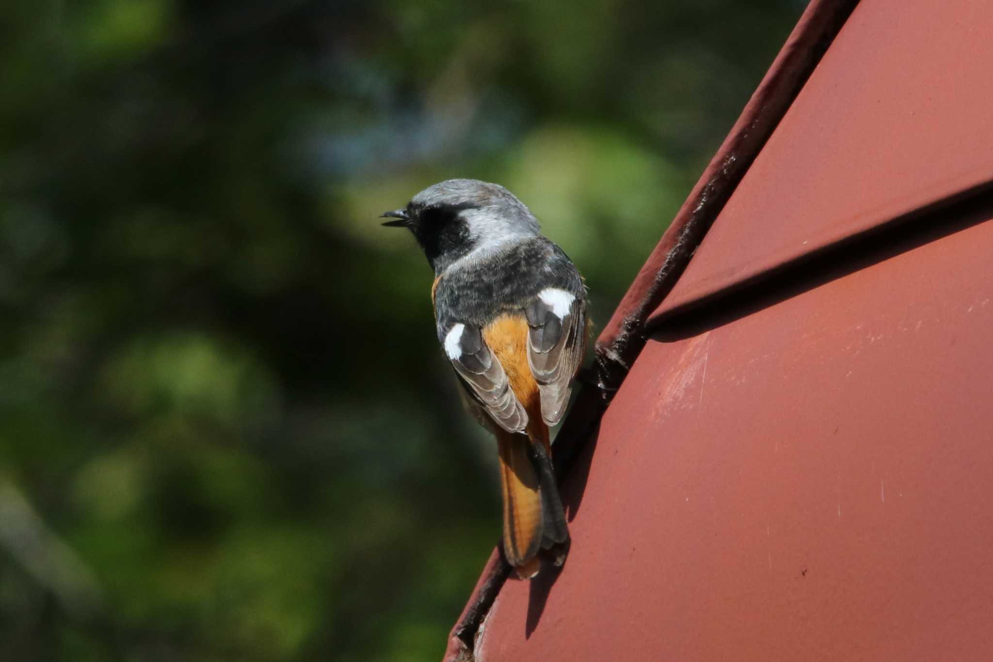 Photo of Daurian Redstart at 塩嶺御野立公園 by ベルサス