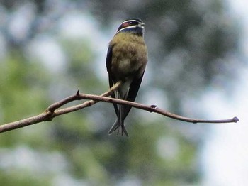 コシラヒゲカンムリアマツバメ