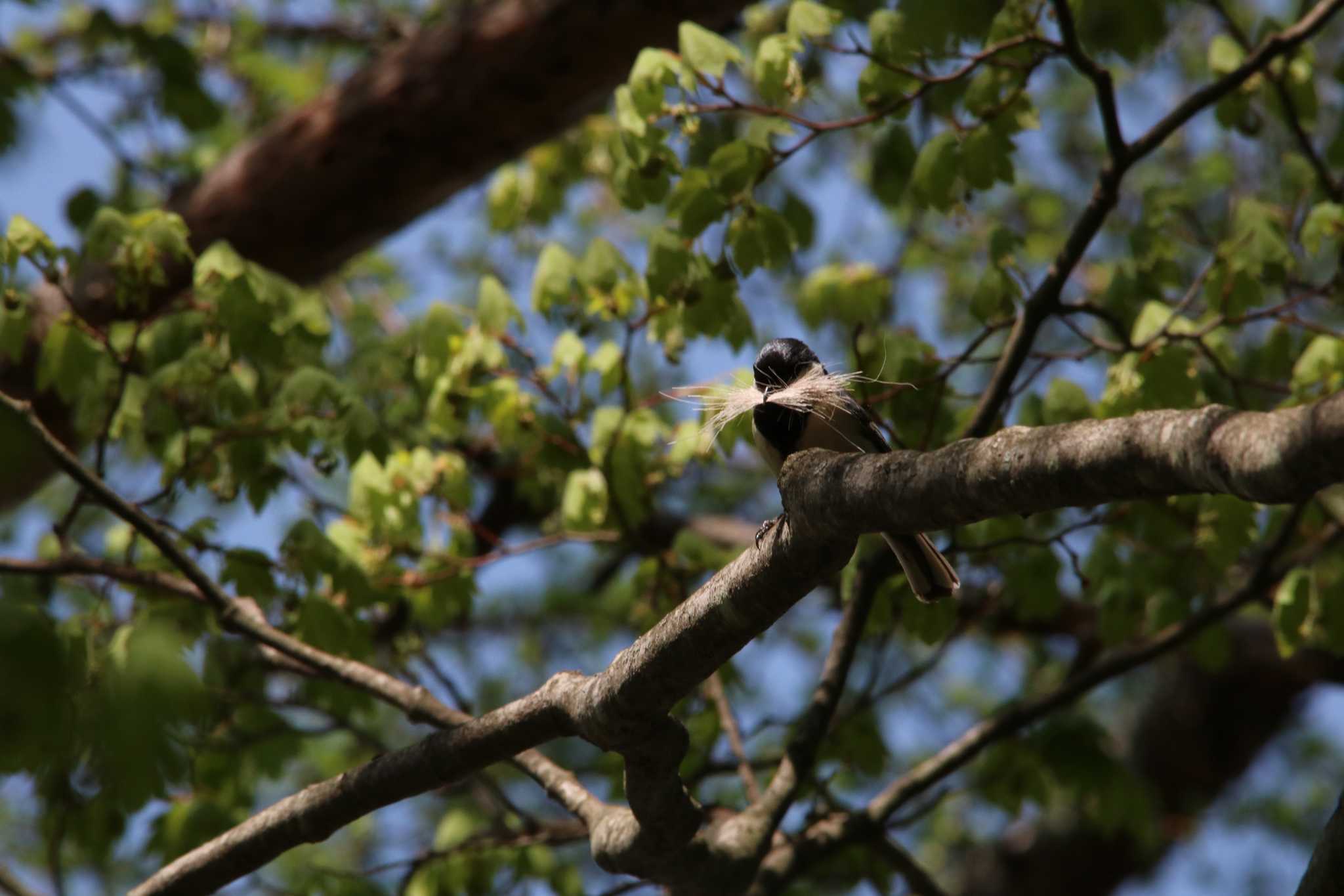 Photo of Willow Tit at 塩嶺御野立公園 by ベルサス