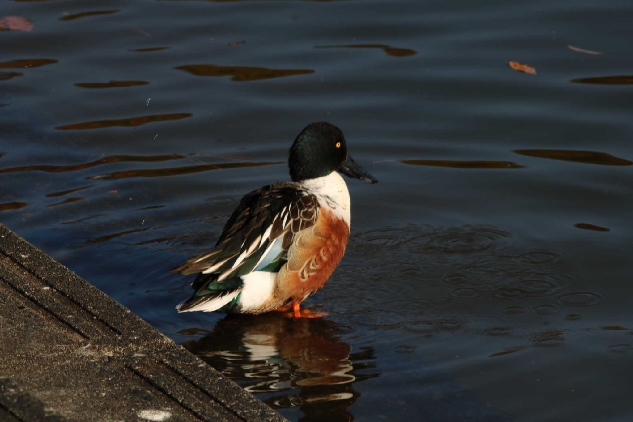 Photo of Northern Shoveler at 小幡緑地 by ベルサス