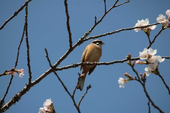 Meadow Bunting 大池公園 Sun, 4/2/2023