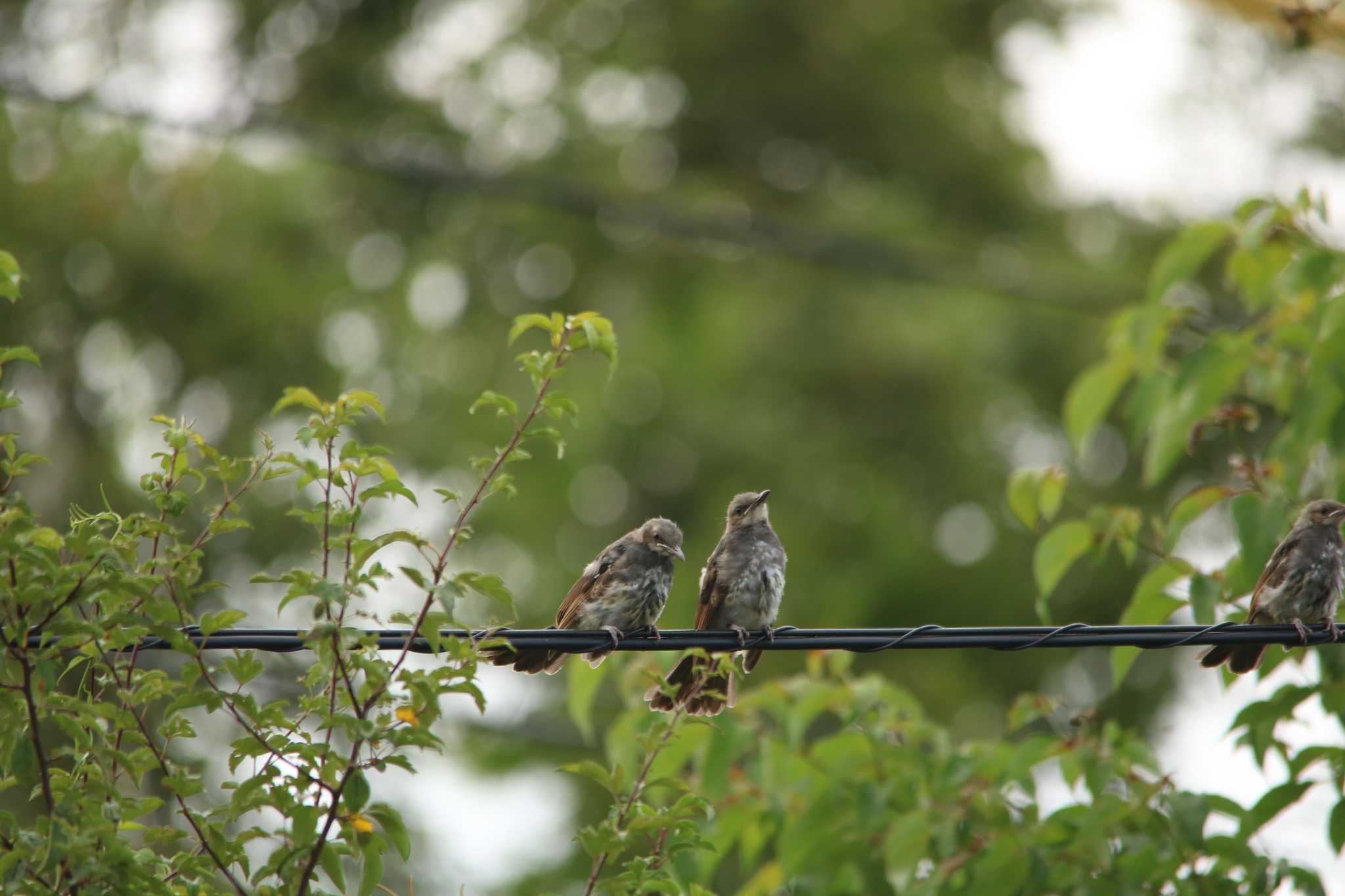 Photo of Brown-eared Bulbul at 長野県 by ベルサス