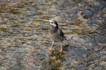 White-cheeked Starling 東海市 Sun, 3/13/2022