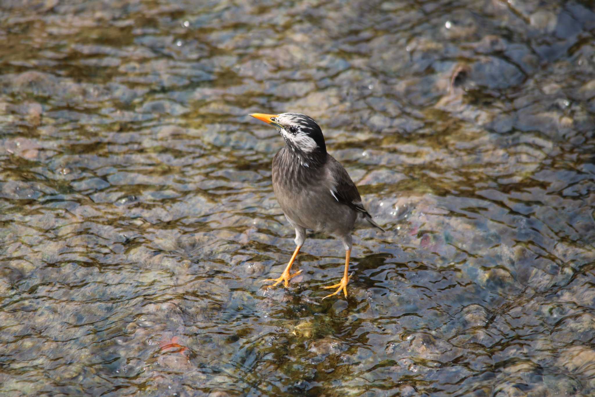 Photo of White-cheeked Starling at 東海市 by ベルサス