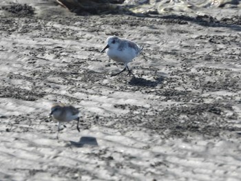 ミユビシギ ふなばし三番瀬海浜公園 2023年9月10日(日)