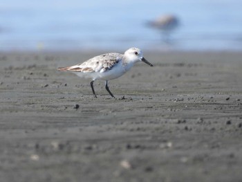 ミユビシギ ふなばし三番瀬海浜公園 2023年9月10日(日)