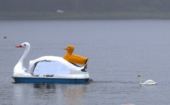 Mute Swan Yamanakako Lake Sat, 9/9/2023