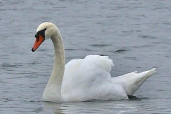 Mute Swan Yamanakako Lake Sat, 9/9/2023