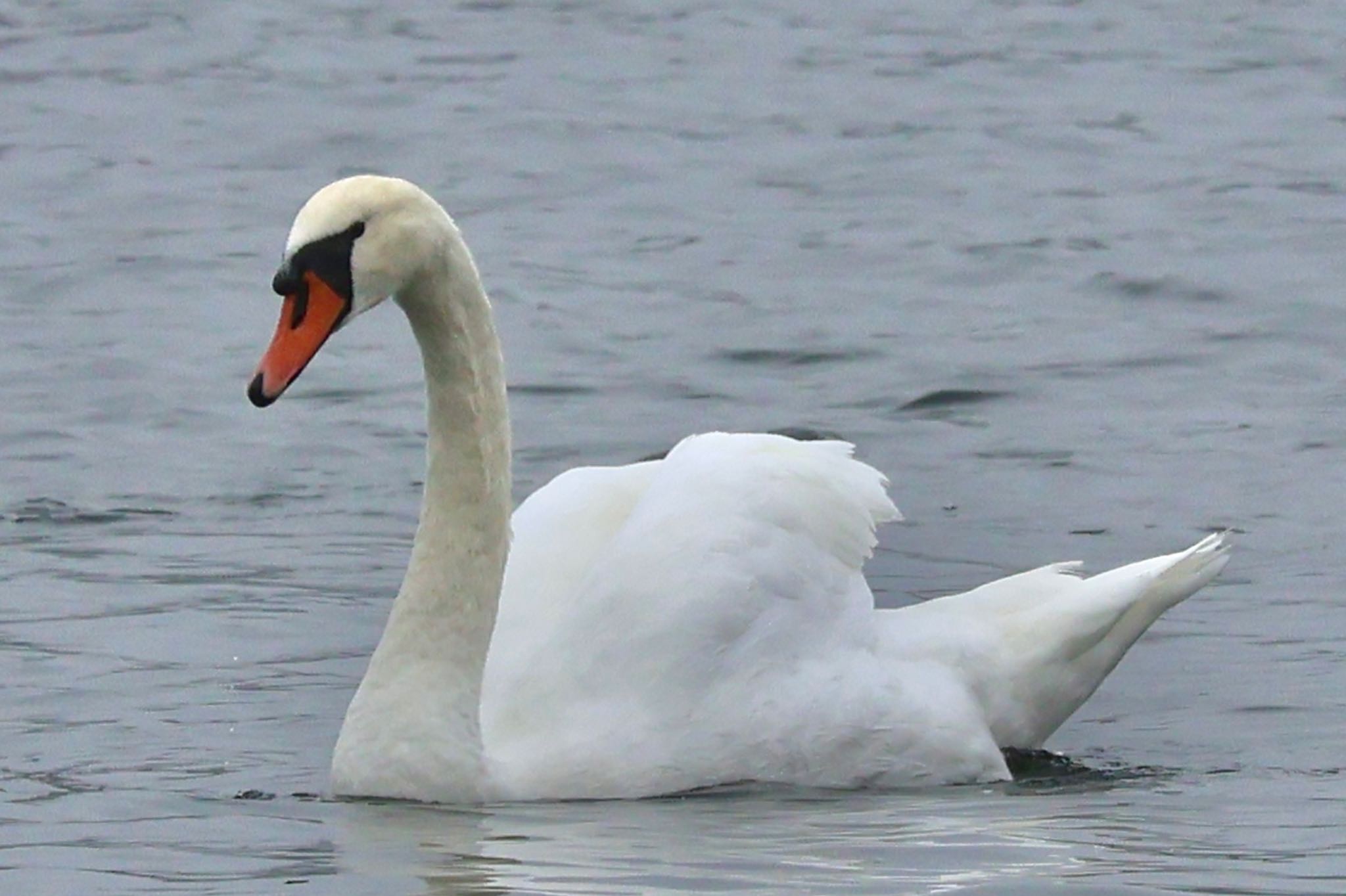 Photo of Mute Swan at Yamanakako Lake by カバ山PE太郎