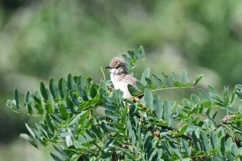 Oriental Reed Warbler Kitamoto Nature Observation Park Sun, 6/18/2023