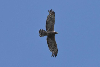 Crested Honey Buzzard Kobe Forest Botanic Garden Mon, 9/11/2023