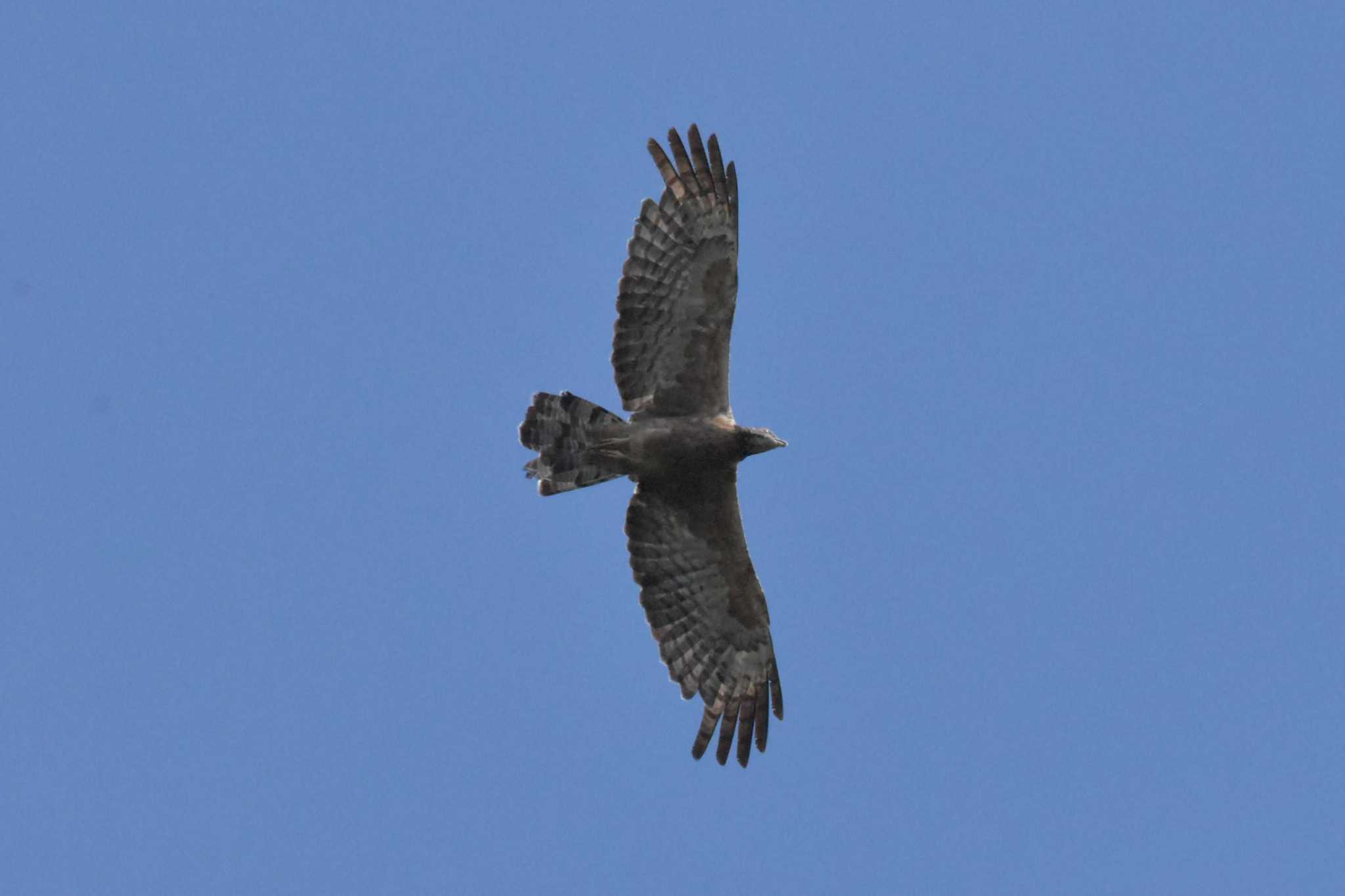 Photo of Crested Honey Buzzard at Kobe Forest Botanic Garden by Shunsuke Hirakawa