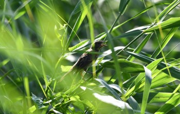 Meadow Bunting 仏沼湿原 Sun, 7/30/2023