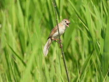 Marsh Grassbird 仏沼湿原 Sun, 7/30/2023
