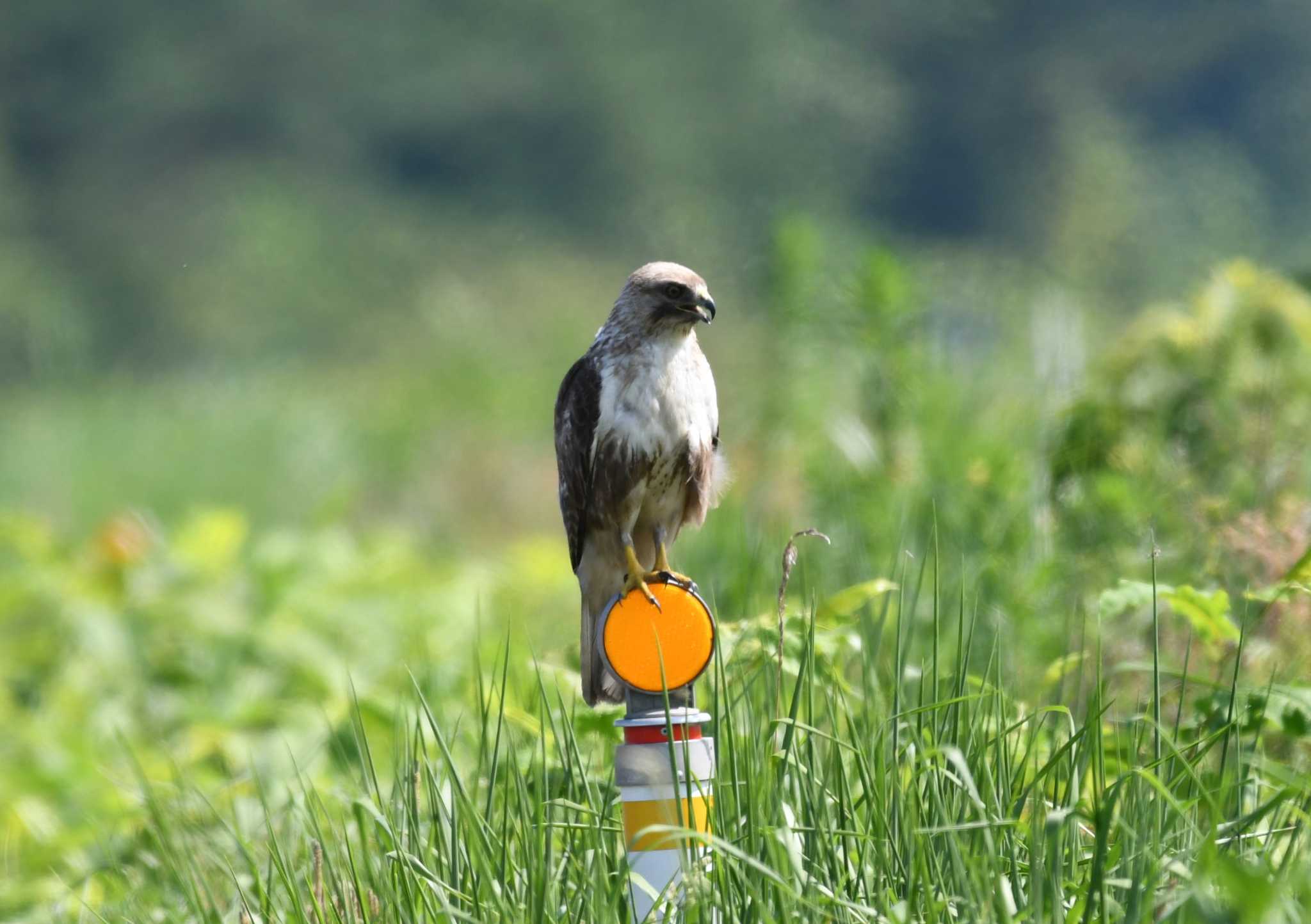 Eastern Buzzard