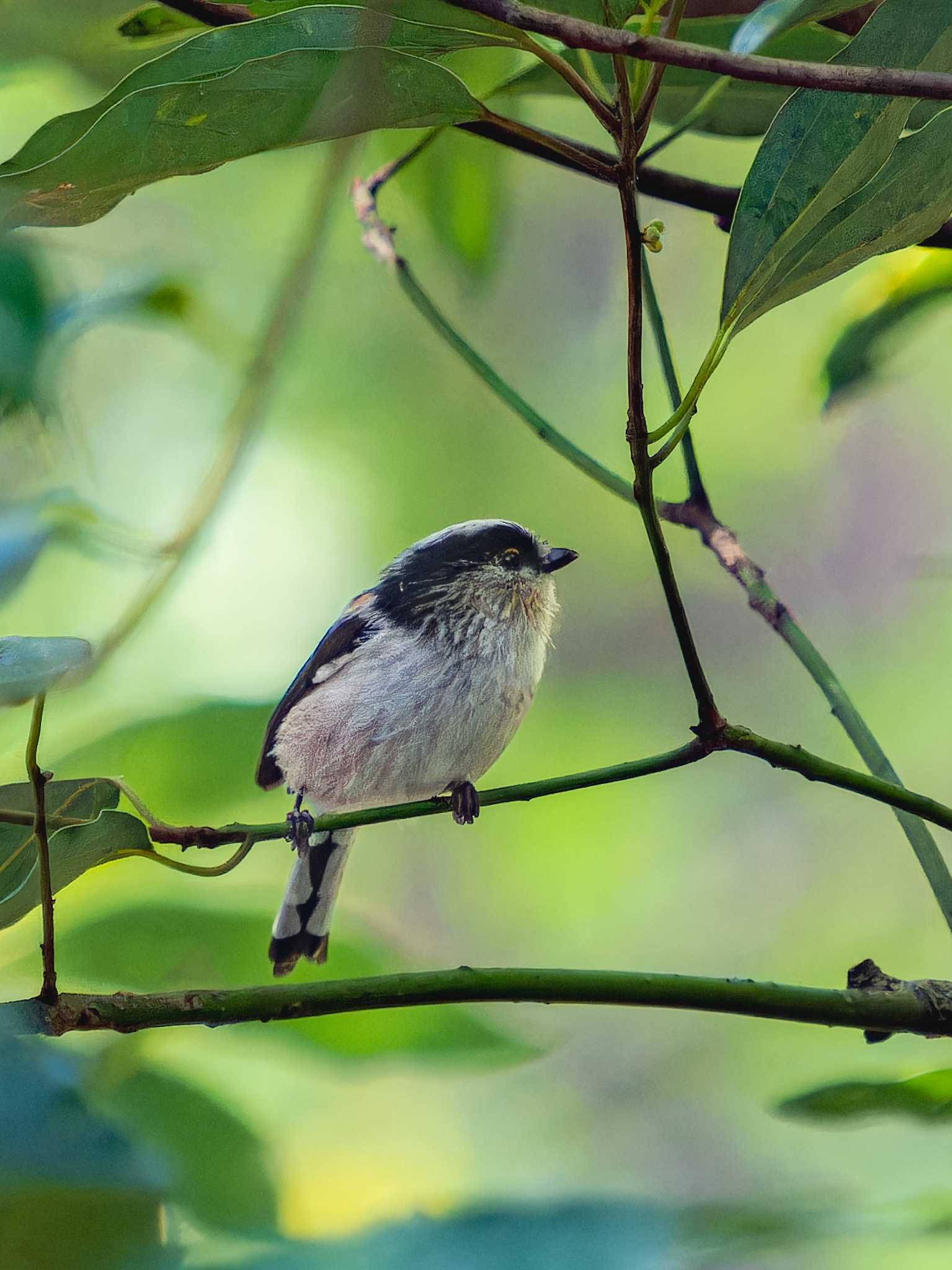 Photo of Long-tailed Tit at 長崎県 by ここは長崎