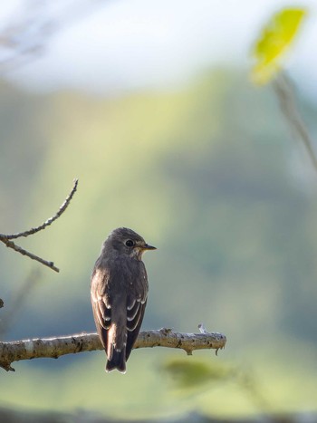 Grey-streaked Flycatcher 長崎県 Sat, 9/9/2023