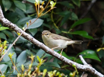 Japanese Leaf Warbler 長崎県 Sat, 9/9/2023