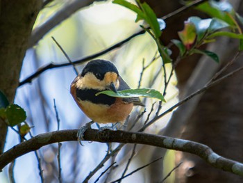 Varied Tit 長崎県 Sat, 9/9/2023