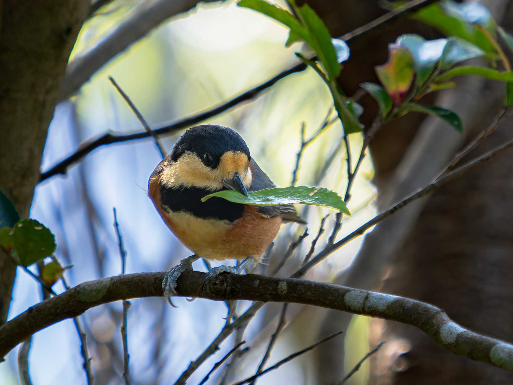 Photo of Varied Tit at 長崎県 by ここは長崎