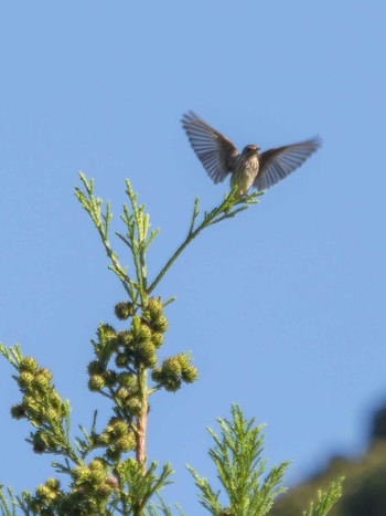 Grey-streaked Flycatcher 長崎県 Sat, 9/9/2023