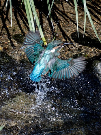 Common Kingfisher 長崎県 Sat, 9/9/2023