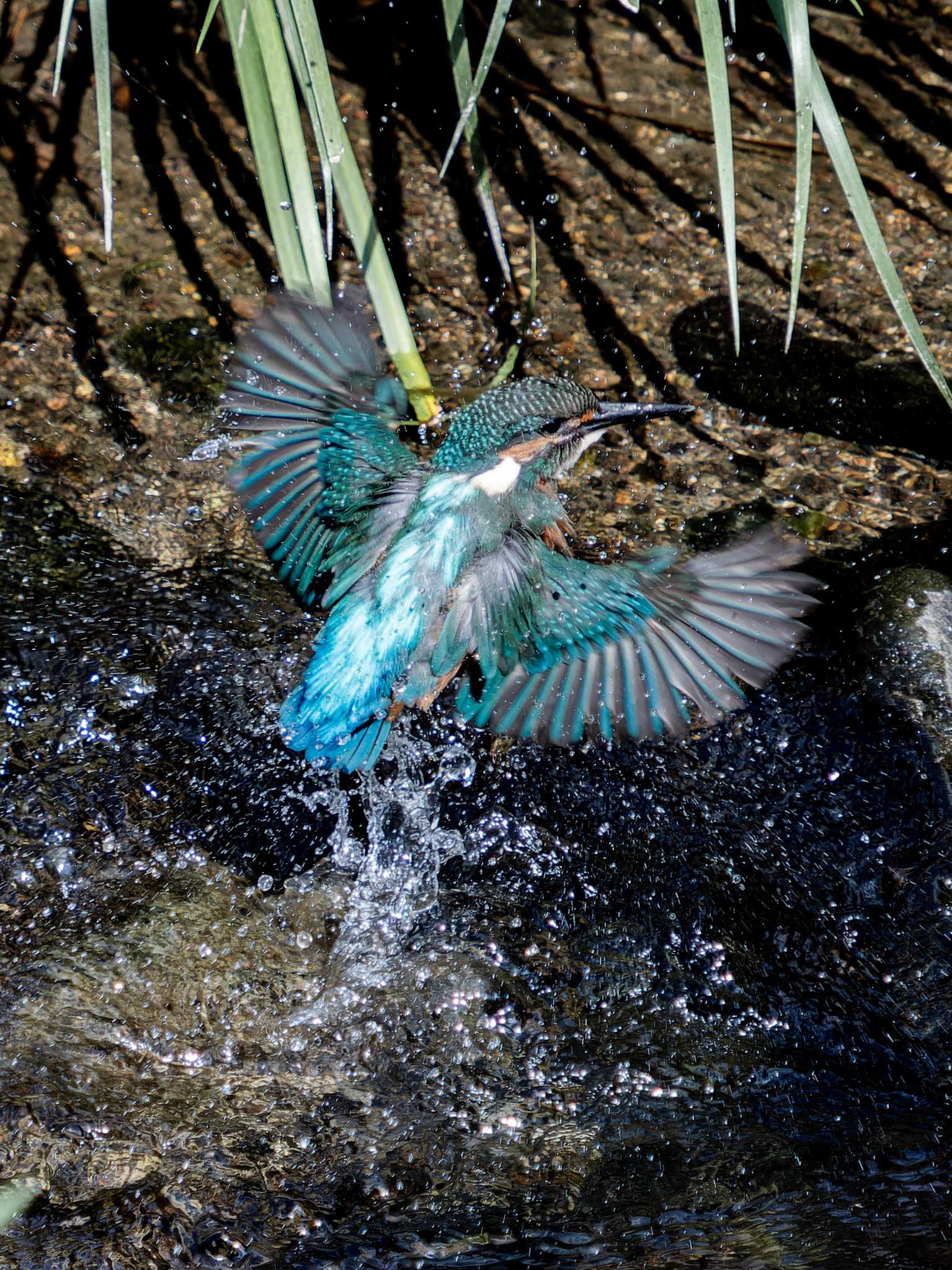 長崎県 カワセミの写真 by ここは長崎