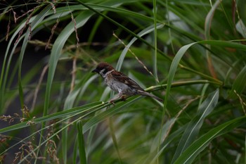 Eurasian Tree Sparrow Isanuma Fri, 7/21/2023