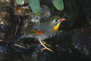 Red-billed Leiothrix 東京都立桜ヶ丘公園(聖蹟桜ヶ丘) Sun, 9/10/2023