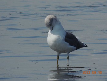 ウミネコ 葛西臨海公園 2023年9月10日(日)