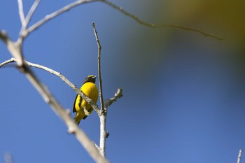 ヤブスミレフウキンチョウ Vigia Chico(Mexico) 2018年1月9日(火)