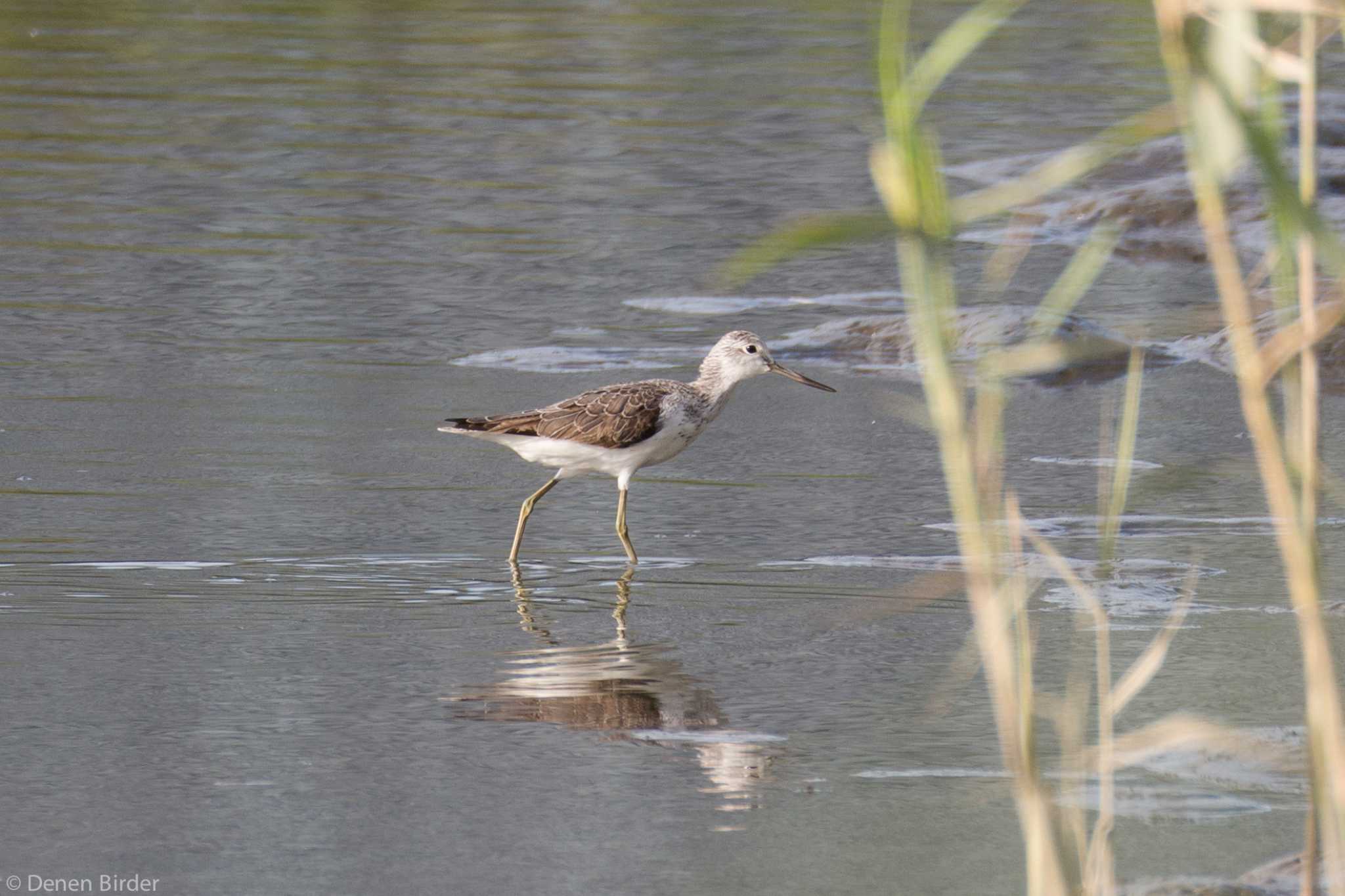 Photo of Common Greenshank at 六郷橋緑地 by 田園Birder