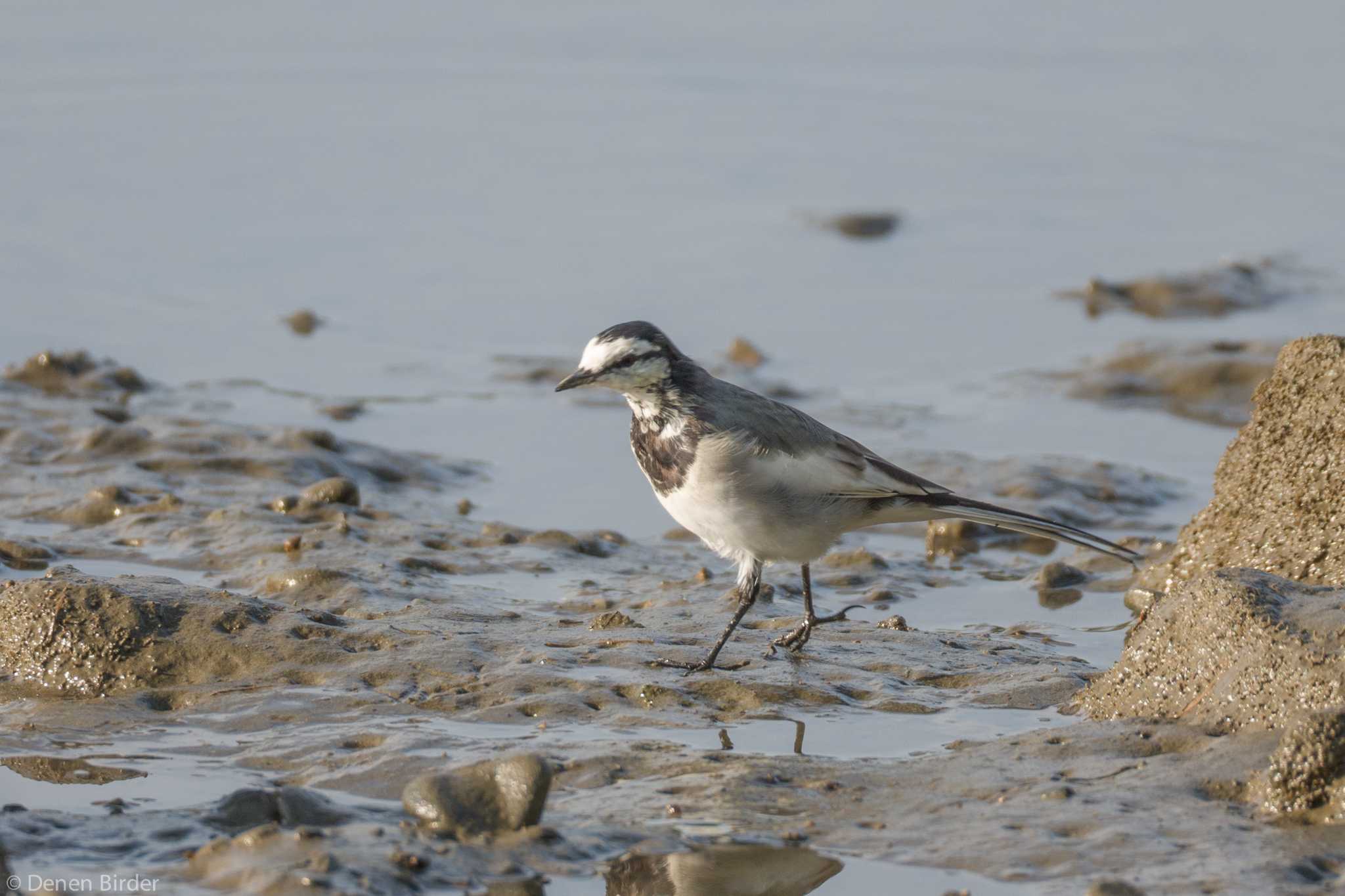 Photo of White Wagtail at 六郷橋緑地 by 田園Birder