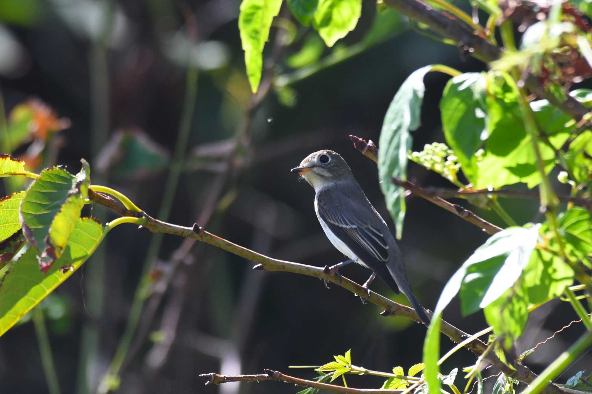 Photo of Asian Brown Flycatcher at Hegura Island by Semal