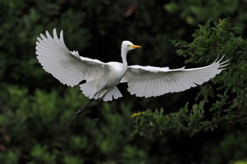 チュウサギ 葛西臨海公園 2023年9月9日(土)