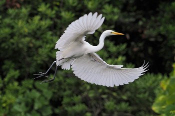 チュウサギ 葛西臨海公園 2023年9月9日(土)