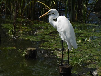 2023年9月10日(日) 境川遊水地公園の野鳥観察記録