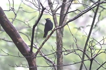 Siberian Thrush 大峠(山梨県) Sat, 9/9/2023