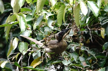 Helmeted Friarbird ケアンズ Fri, 8/11/2023