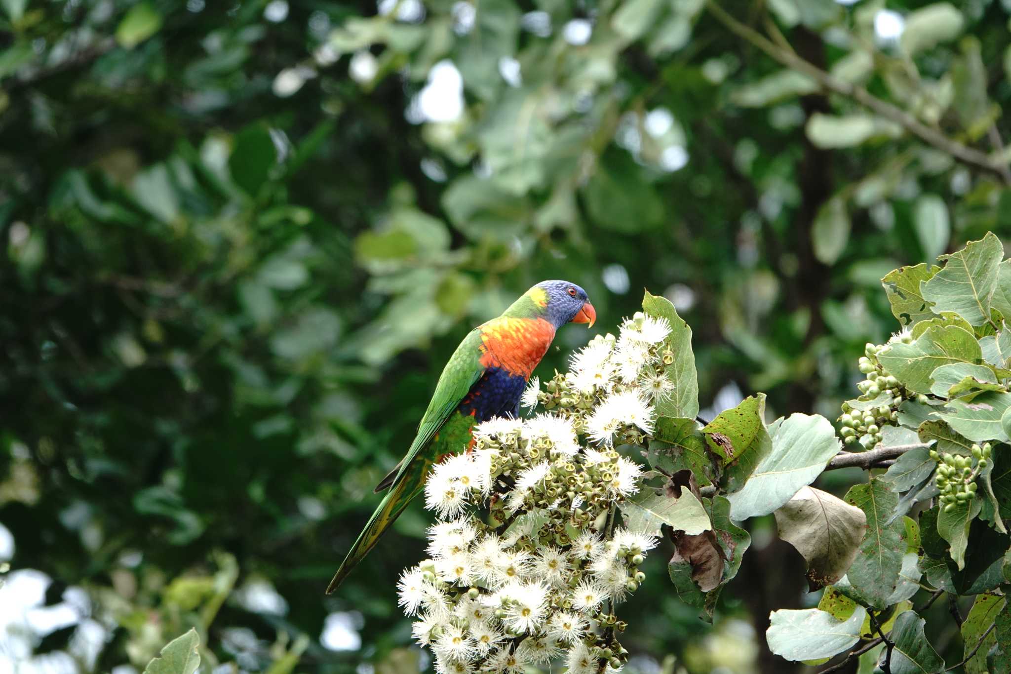 ケアンズ ゴシキセイガイインコの写真 by 益子オオマシコ