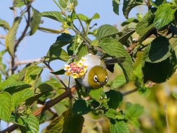 Silvereye Banksia, NSW, Australia Sun, 9/10/2023