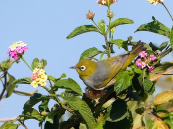 Silvereye Barton Park, Banksia, NSW, Australia Sun, 9/10/2023